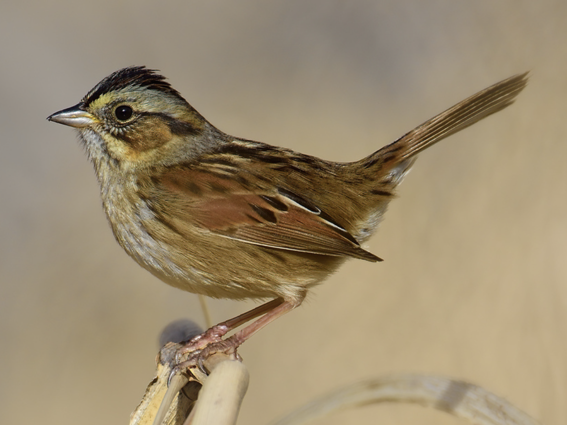 <p>What is this bird?</p>