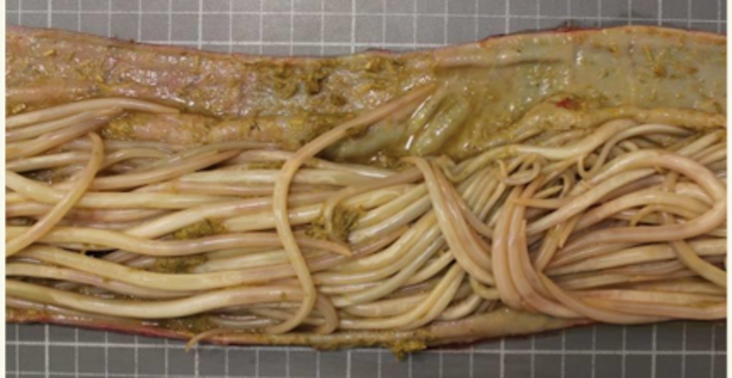 <p>¿etiología?</p>