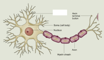 <p>the receiving of input portions of a neuron</p>