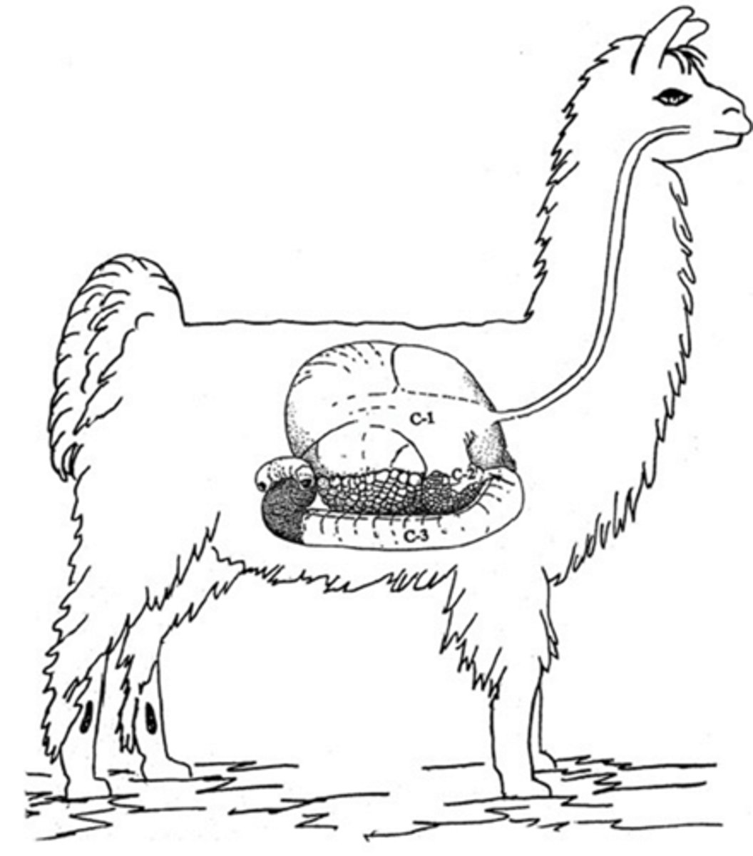<p>Camelid Digestion</p>