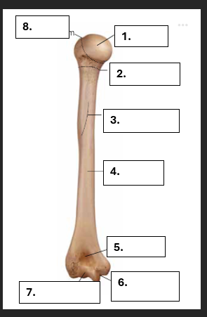 <p>Benoem de volgende genummerde onderdelen van de humerus</p>
