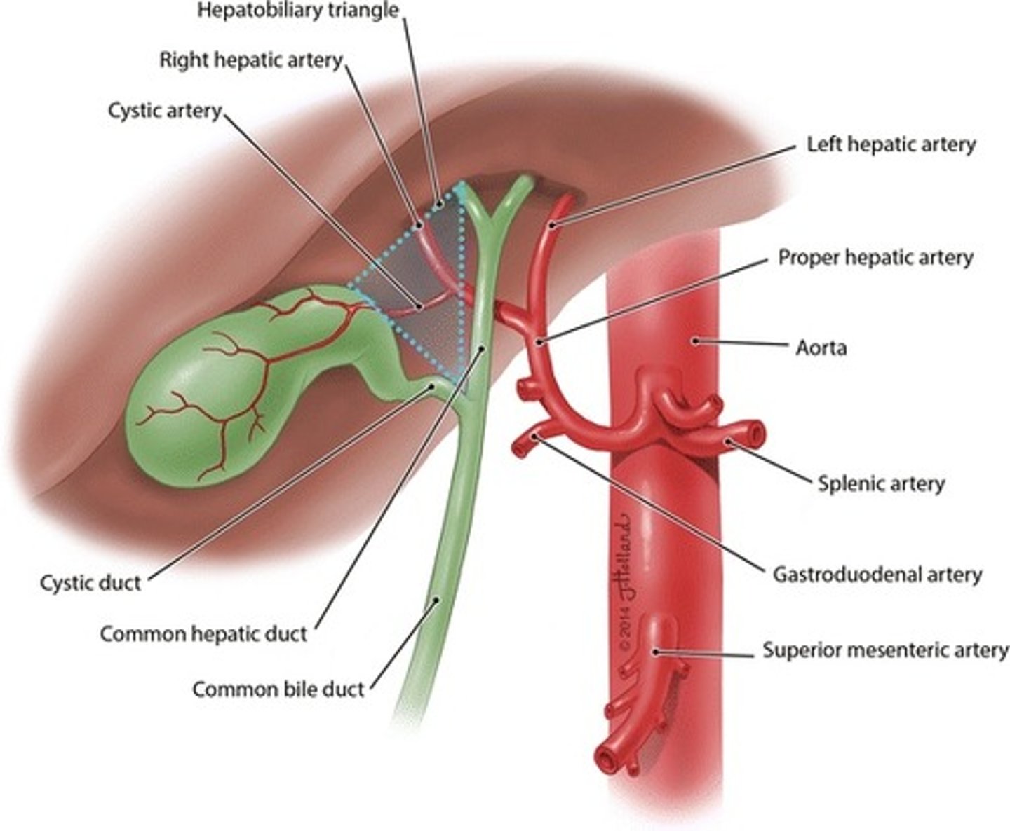 <p>from the right hepatic artery a branch arises known as the cystic artery which supplies the gallbladder</p>