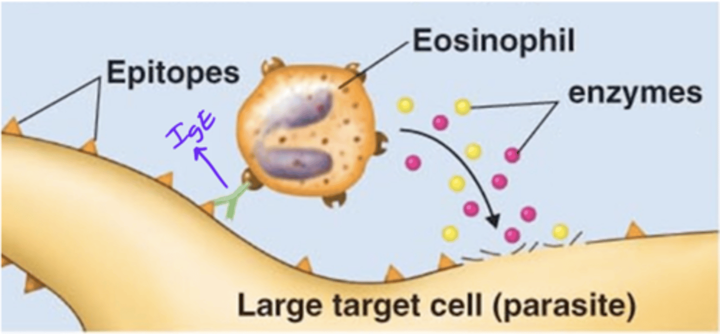 <p>Antibody effects of binding</p><p>Enzymes released by eosinophils that target and destroy cell membranes of parasites</p>