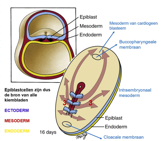 <ul><li><p>cellen die meer caudaal door primitieve streep binnendringen → migreren om mesoderm te vormen dat aan weerszijden van middenlijn ligt</p></li><li><p>meest craniaal migrerende van deze cellen → cardiogene mesoderm</p><ul><li><p>beweegt craniaal naar toekomstige positie van orofaryngeale membraan (craniale ovale structuur)</p></li></ul></li><li><p>meer lateraal migrerende van deze cellen → vormt paraxiale, intermediaire &amp; laterale plaat mesoderm</p></li></ul><p></p>