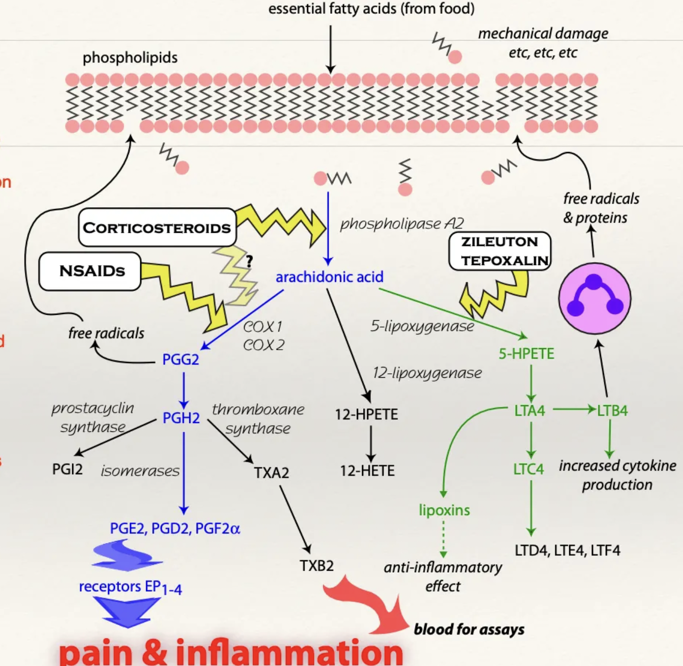 <p>NSAIDs inhibit action of COX enzymes necessary to convert arachidonic acid (from cell membrane damage) into prostaglandins</p><ul><li><p>Free arachidonic acid takes the lipoxygenase pathway to produce leukotrienes (instead of cyclooxygenase → PGE2)</p></li></ul><p></p>