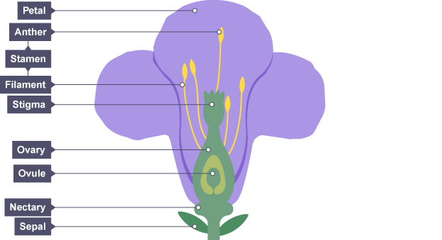 <p>Insect pollinated plant diagram labelled </p>