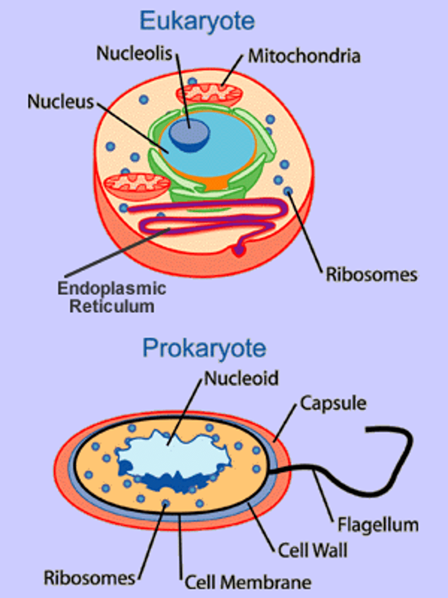 <p>cell that has membrane-bound organelles (e.g., nucleus and mitochondria)</p>