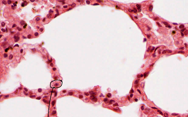 <p>What si this cell and hwta is its function?</p>