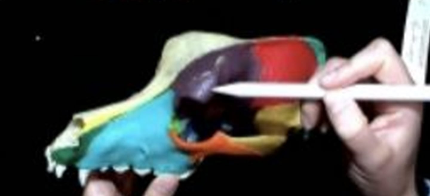 <p>of the frontal bone</p>