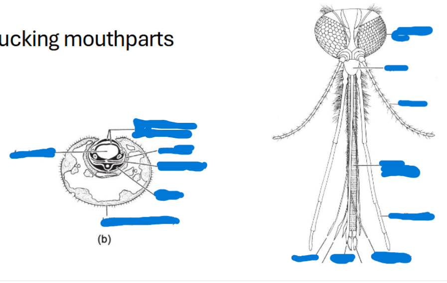 <p>Label all of the sucking mouthparts</p>