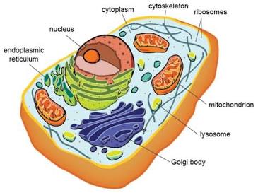 <p>Relating to components smaller than a cell (molecules, organelles).</p>