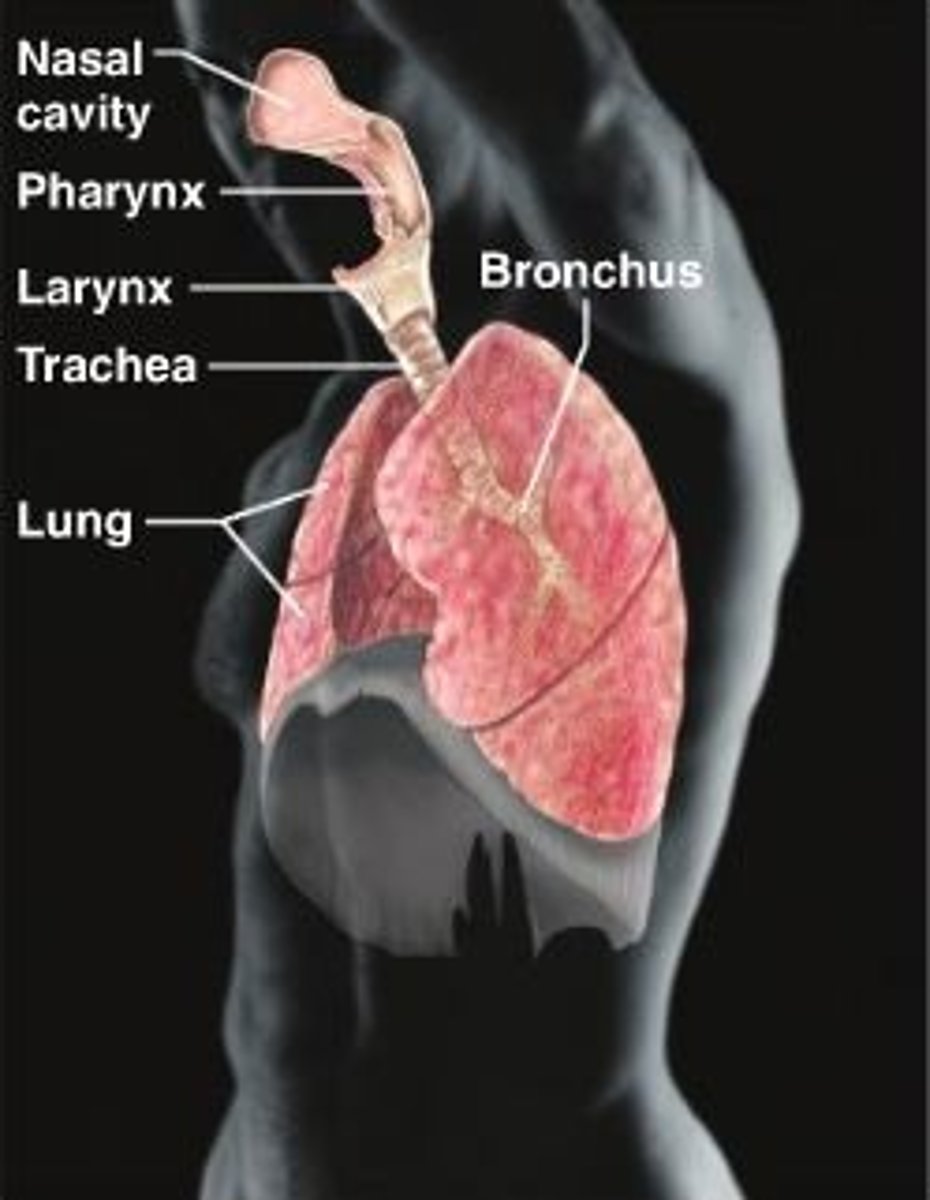 <p>nose, trachea, larynx, bronchi, lungs, alveoli, diaphragm</p>