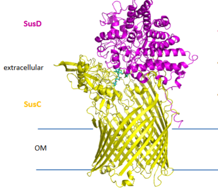<p>SusD sits on top of SusC</p><ul><li><p>Like a barrel and a lid</p></li></ul><p>SusD opens to ‘capture’ ligand and closes once captured</p><p></p>