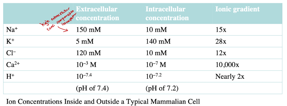 <p>Na+: high outside, low inside</p><p>K+: low outside, high inside</p>