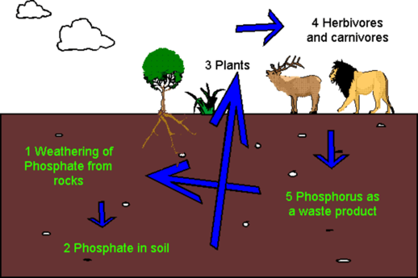<p>phosphate in rocks enters the soil, the phosphate is absorbed by plans, the phosphates pass from organisms to organism in a food chain or food web, until decomposers recycle the phosphates into the soil again</p>