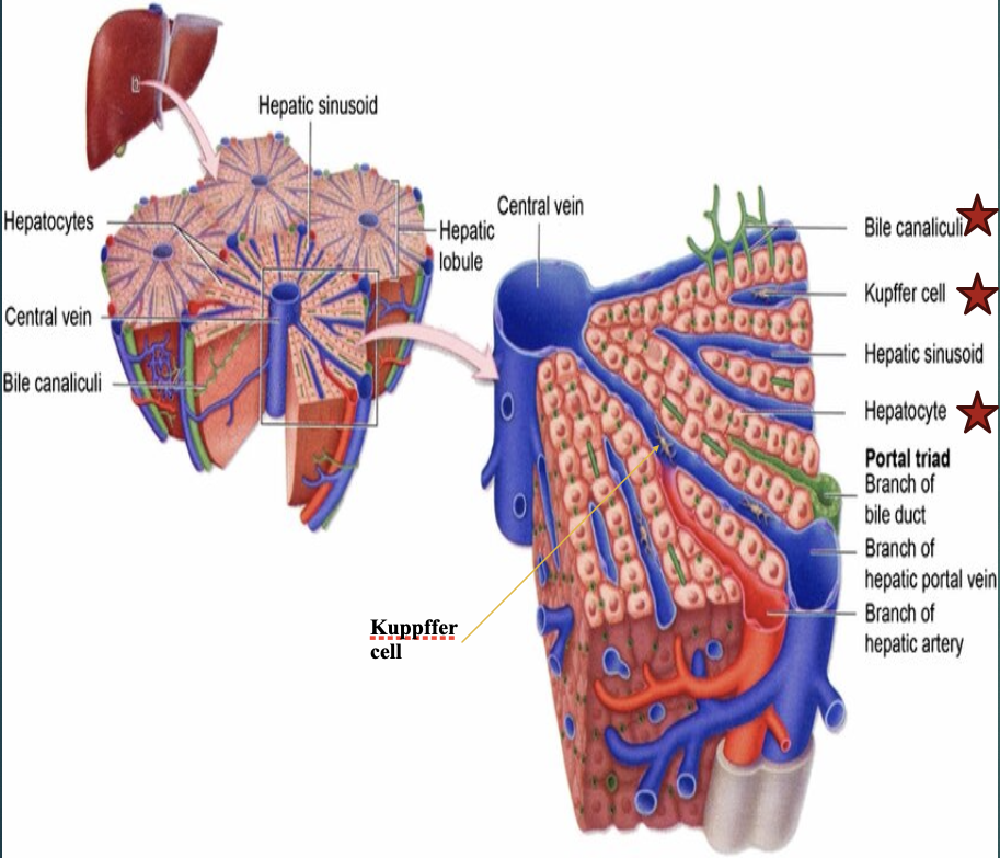 <p>Biliary epithelial cells </p>