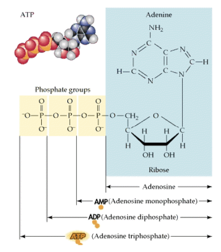 <ul><li><p class="Paragraph SCXO77585672 BCX4" style="text-align: left;"><span style="background-color: inherit; line-height: 19.55px; color: windowtext;"><span>Anabolic reactions of cells responsible for growth and repair processes</span></span><span style="line-height: 19.55px; color: windowtext;"><span> </span></span></p></li><li><p class="Paragraph SCXO77585672 BCX4" style="text-align: left;"><span style="background-color: inherit; line-height: 19.55px; color: windowtext;"><span>Catabolic reactions release energy needed to drive anabolic reactions</span></span><span style="line-height: 19.55px; color: windowtext;"><span> </span></span></p></li><li><p class="Paragraph SCXO77585672 BCX4" style="text-align: left;"><span style="background-color: inherit; line-height: 19.55px; color: windowtext;"><span>Must be an efficient linking or coupling of energy yielding to energy requiring processes</span></span><span style="line-height: 19.55px; color: windowtext;"><span> </span></span></p></li><li><p class="Paragraph SCXO77585672 BCX4" style="text-align: left;"><span style="background-color: inherit; line-height: 19.55px; color: windowtext;"><span>ATP is most commonly used as this energy intermediate</span></span><span style="line-height: 19.55px; color: windowtext;"><span> </span></span></p></li><li><p class="Paragraph SCXO77585672 BCX4" style="text-align: left;"><span style="background-color: inherit; line-height: 19.55px; color: windowtext;"><span>Energy currency of the cell</span></span><span style="line-height: 19.55px; color: windowtext;"><span> </span></span></p></li><li><p class="Paragraph SCXO77585672 BCX4" style="text-align: left;"><span style="background-color: inherit; line-height: 19.55px; color: windowtext;"><span>Transfers the energy captured during cellular respiration to the cellular sites that use energy</span></span><span style="line-height: 19.55px; color: windowtext;"><span> </span></span></p></li><li><p class="Paragraph SCXO77585672 BCX4" style="text-align: left;"><span style="background-color: inherit; line-height: 19.55px; color: windowtext;"><span>Cleavage of phosphate bonds provides energy</span></span><span style="line-height: 19.55px; color: windowtext;"><span> </span></span></p></li><li><p class="Paragraph SCXO65924309 BCX4" style="text-align: left;"><span style="background-color: inherit; line-height: 19.55px; color: windowtext;"><span>Cells obtain most of their energy from membrane bound mechanisms</span></span><span style="line-height: 19.55px; color: windowtext;"><span> </span></span></p><ul><li><p class="Paragraph SCXO65924309 BCX4" style="text-align: left;"><span style="background-color: inherit; line-height: 19.55px; color: windowtext;"><span>ATP synthase is found in the mitochondrial inner membrane, the chloroplast thylakoid membrane and the inner membrane of eubacteria</span></span><span style="line-height: 19.55px; color: windowtext;"><span> </span></span></p></li><li><p class="Paragraph SCXO65924309 BCX4" style="text-align: left;"><span style="background-color: inherit; line-height: 19.55px; color: windowtext;"><span>Large multisubunit F-type ATPase made up of an F0 which in integral in the membrane and F1 which is peripheral</span></span><span style="line-height: 19.55px; color: windowtext;"><span> </span></span></p></li></ul></li></ul><p></p>