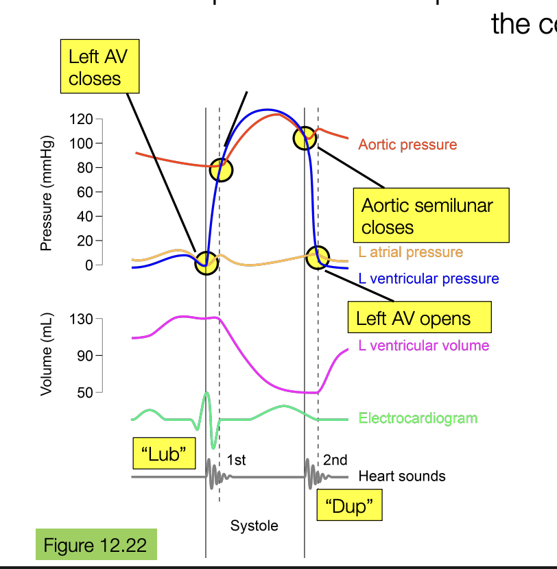 <p>at the start of systole, the left AV closes</p><ul><li><p>because the ventricular pressure is now higher than the atrial pressure, so the valve is closed to prevent backflow</p></li></ul><p>once ventricular pressure increases to intersect atrial pressure, the aortic semilunar valve opens </p><ul><li><p>because the LV is higher pressure than the aortic, and so the valve opens so blood can flow from the LV into the aorta</p></li></ul><p>as the heart relaxes and the both the aortic and ventricular pressure begins to decrease, the aortic semilunar closes to prevent backflow</p><p>at the beginning of diastole, the heart relaxes so much that the left AV opens again</p><ul><li><p>because the atrial pressure is higher than the ventricular so the valve opens to let blood flow from the atria into the ventricle</p></li></ul><p></p>