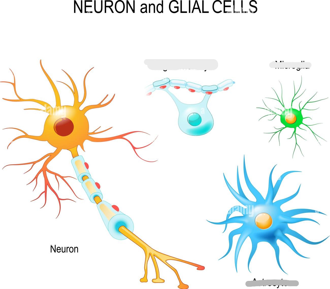<p>Which glial is the clear-blue cell?</p>
