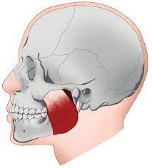 <p><span>closes the jaw "chewing muscle"<br>origin: zygomatic arch<br>insertion: mandible</span></p>