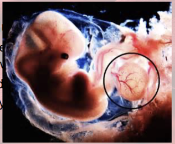 <p>blood cells</p><ul><li><p>yolk sac produces stem cells for first blood cells</p></li><li><p>liver stops producing blood cells at birth</p></li><li><p>spleen continues lymphocyte production</p></li></ul><p></p>