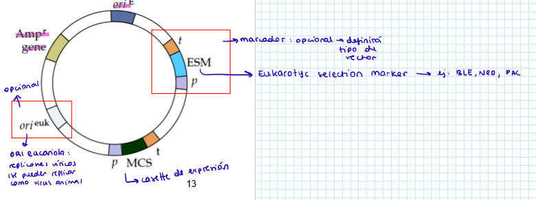 <p>Plásmido para transinfectar células animales</p><p>Shuttle vector:</p><ul><li><p>E. coli: ORI, gen de resistencia a la ampicilina, </p></li><li><p>Animal: eukaryotic selection marker (ESM) (ble, pac, neo), ORI eucariota animal replicon</p></li></ul><p>Estable y replicativo</p><p>Cassette de expresión: promotor, MCS y terminador</p><p></p>