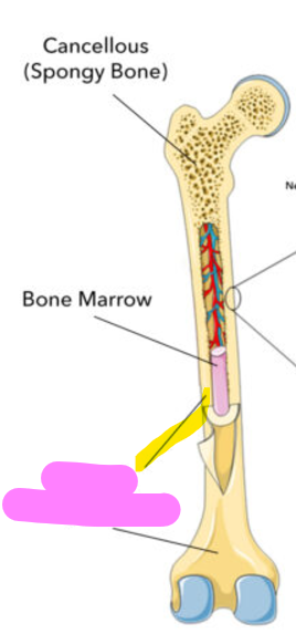 <p>Dense part of the bone, able to withstand impact</p>