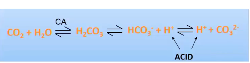 <p>Increase CO2 = DECREASE in pH</p><ul><li><p>makes it more acidic </p></li></ul><p></p><p>Remember, the dissolving of CO2 on an aqueous solution results in more free H+ ions in the body (see image)</p><p></p>