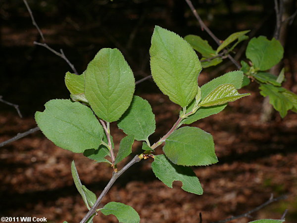 <p>flatwoods plum, Prunus umbellata (Rosaceae)</p>
