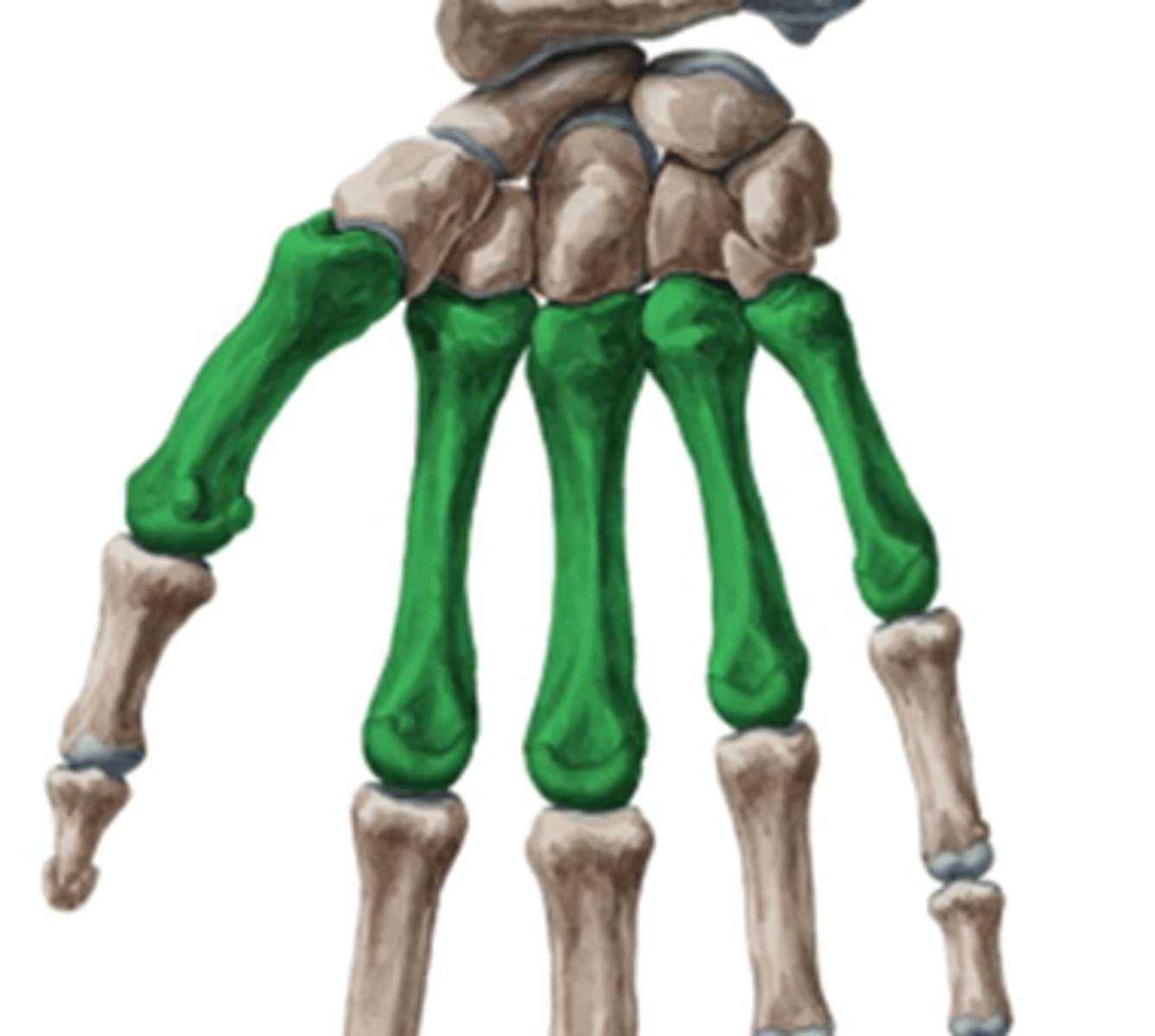 <p>metacarpusokon végighúzódva</p>