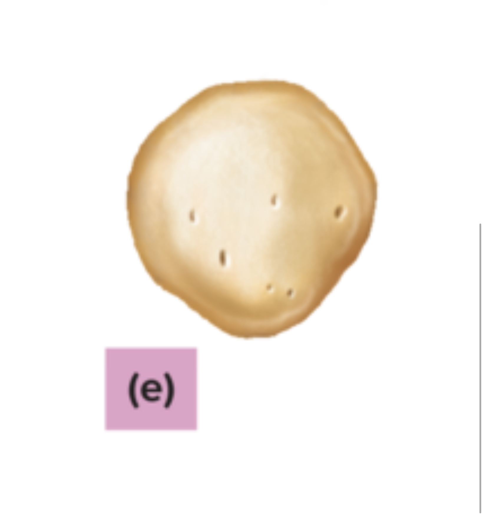 <p>What bone is this?</p>