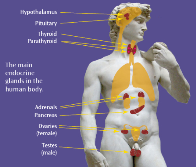 <p><span style="font-family: &quot;Aptos&quot;, sans-serif;">Glands instructed to release hormones into bloodstream, carried towards target organs. </span>Works alongside nervous system to control vital bodily functions. Causes slower, gradual, longer effects.</p>