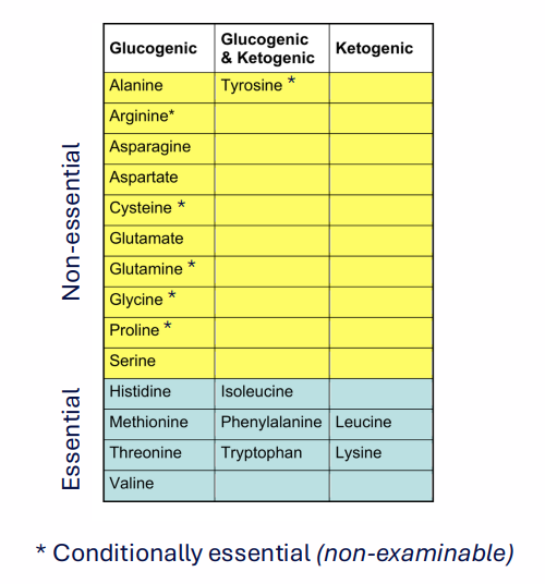 <p>Protein Metabolism</p>