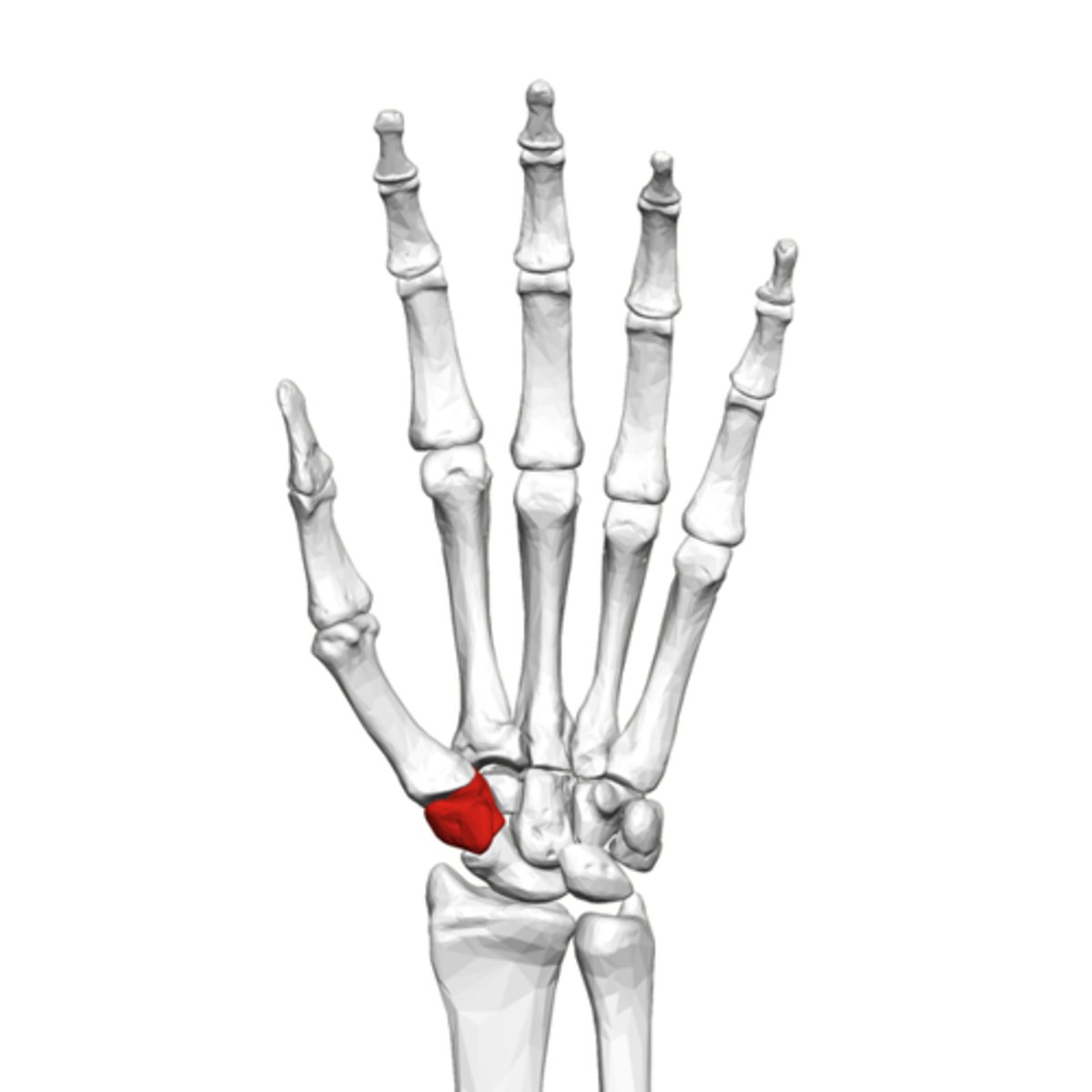 <p>What is the term of the bones highlighted in red?</p>