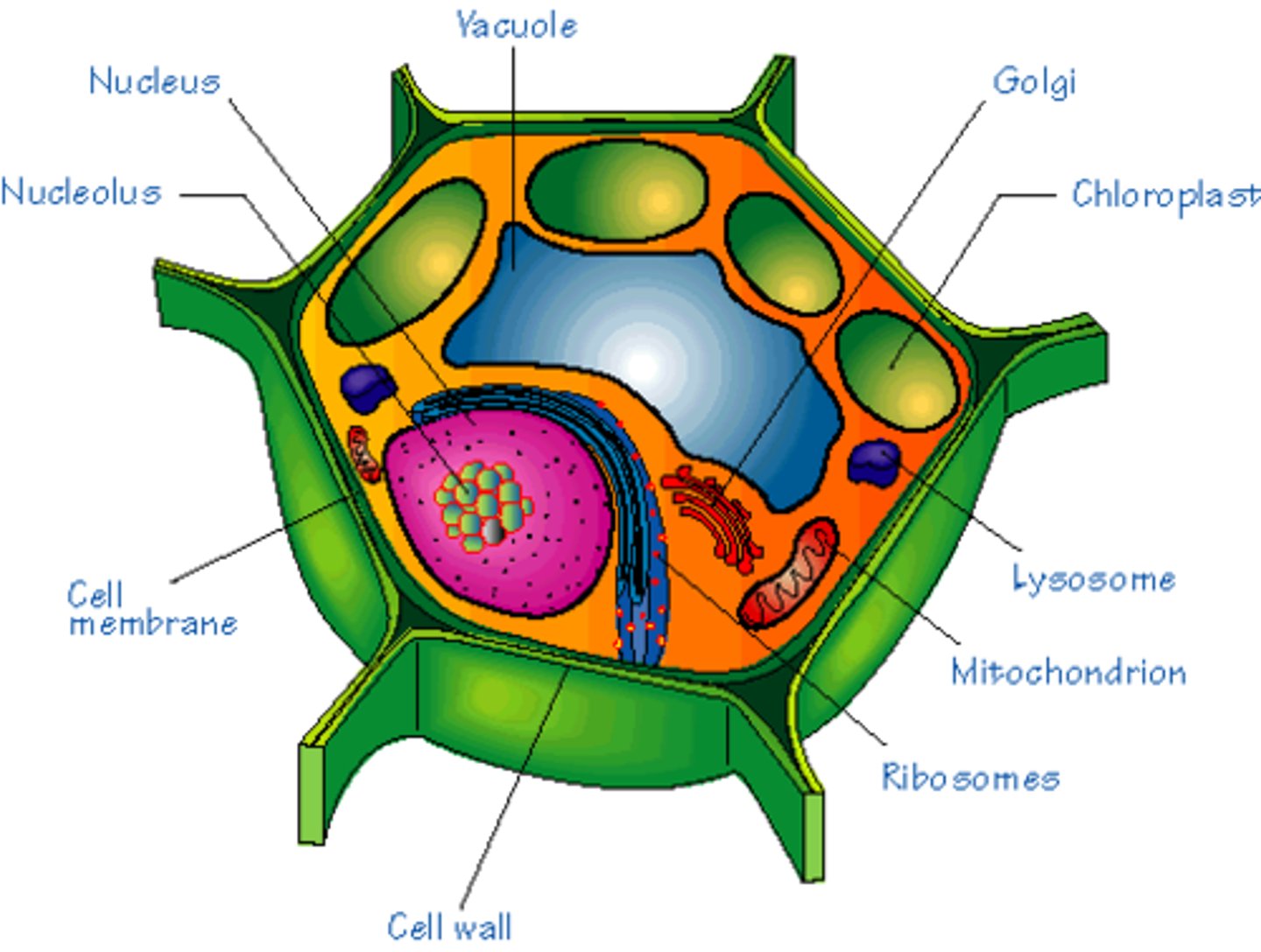 <p>A cell that has a nucleus. Animals, plants, fungi, and protists have eukaryotic cells. They are complex and larger than prokaryotic cells.</p>