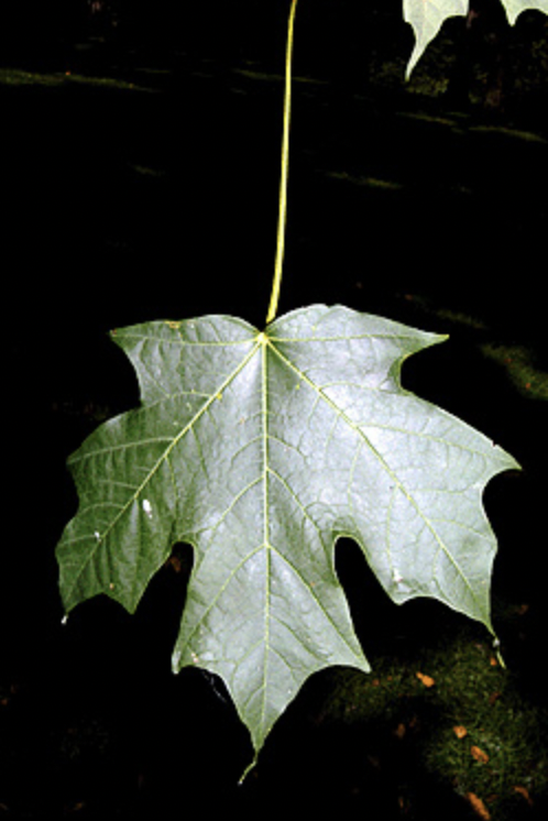 <p>opposite, distinct u-shaped sinuses, entire margins</p>