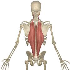 <p>parallel to spine</p>