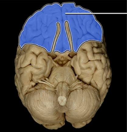 <p><span><span>Frontal lobes</span></span></p>