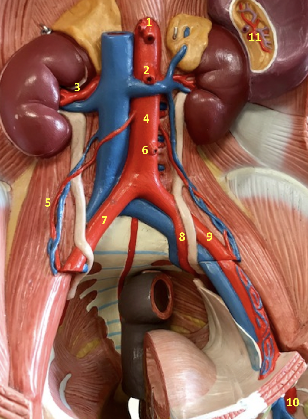 <p>Identify blood vessel 2</p>