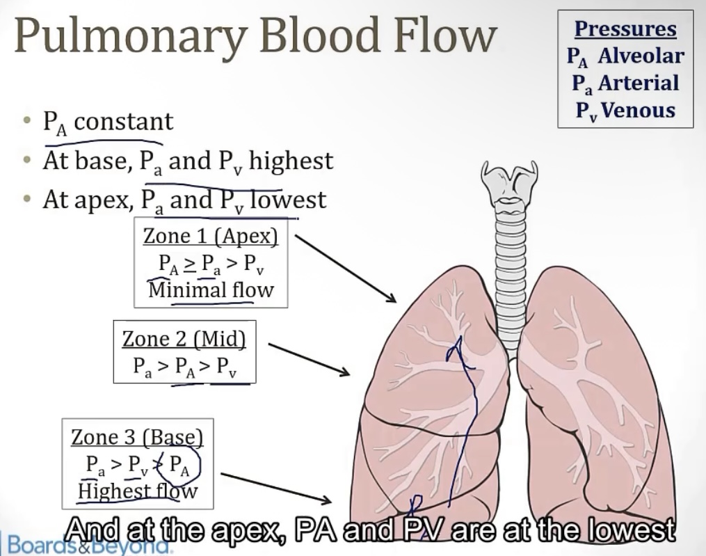 <p>-alveolar pressure; arterial and venous pressure</p><p>-little; dead spaces</p>