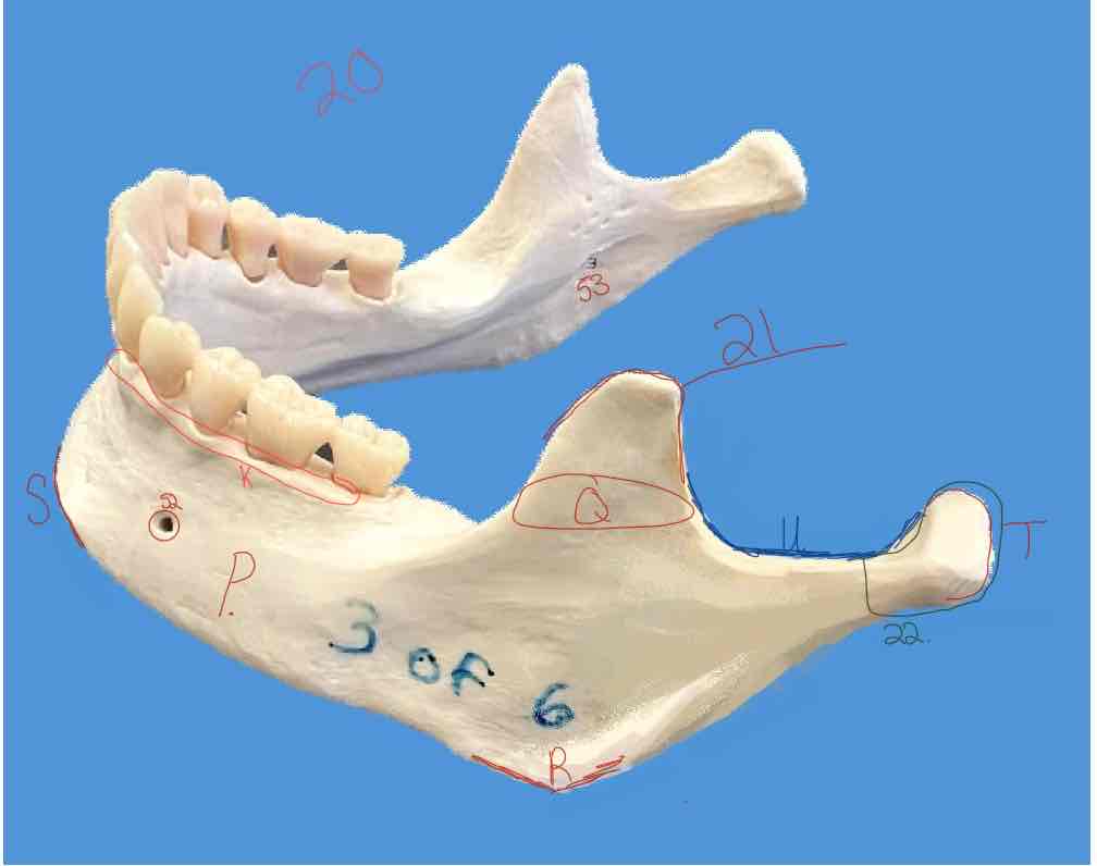 <p>21</p>