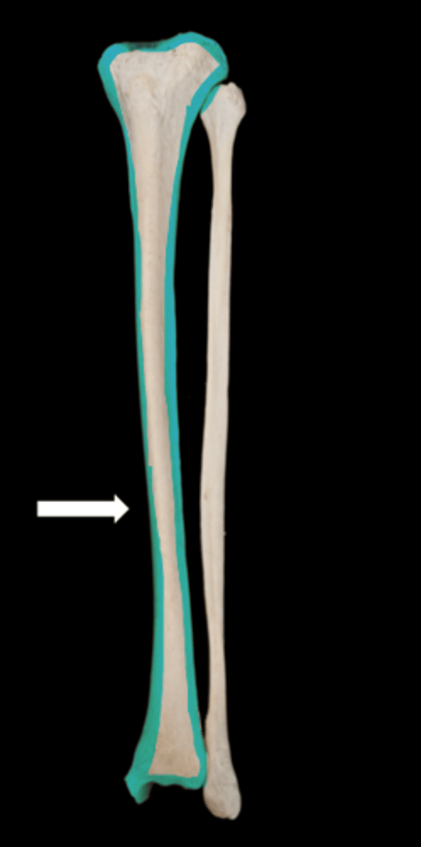 <p>name the bone</p>