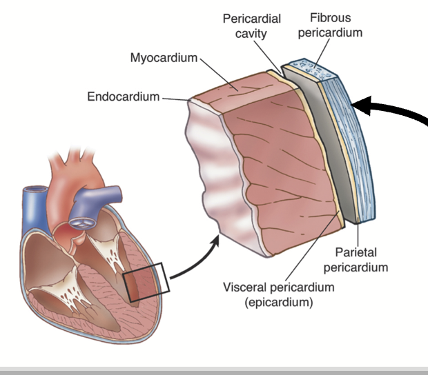 <p>Layer of tissue that encapsulates the heart.</p>