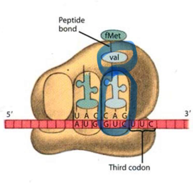 <p>What enters the A site during elongation?</p>