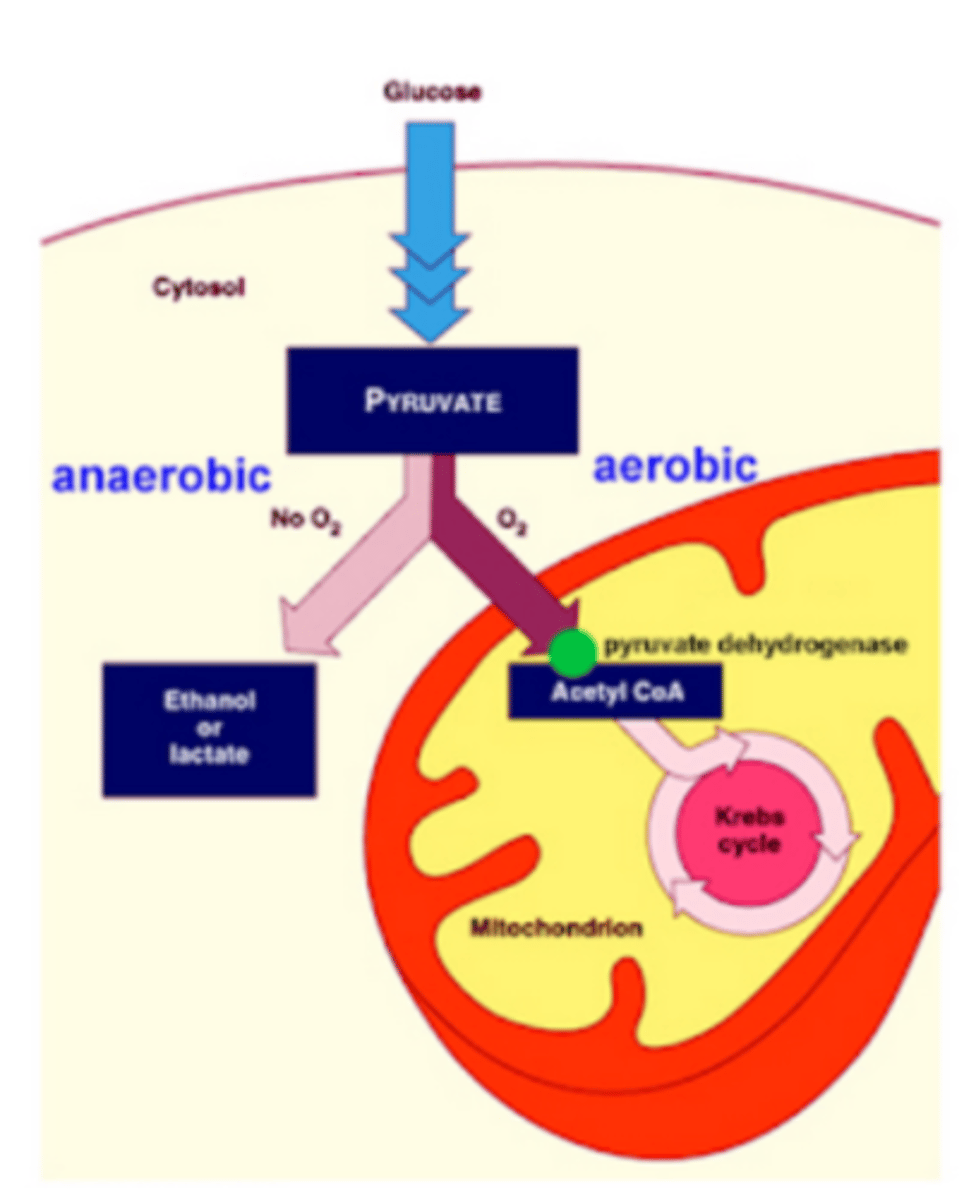 <p>the citric acid cycle</p>