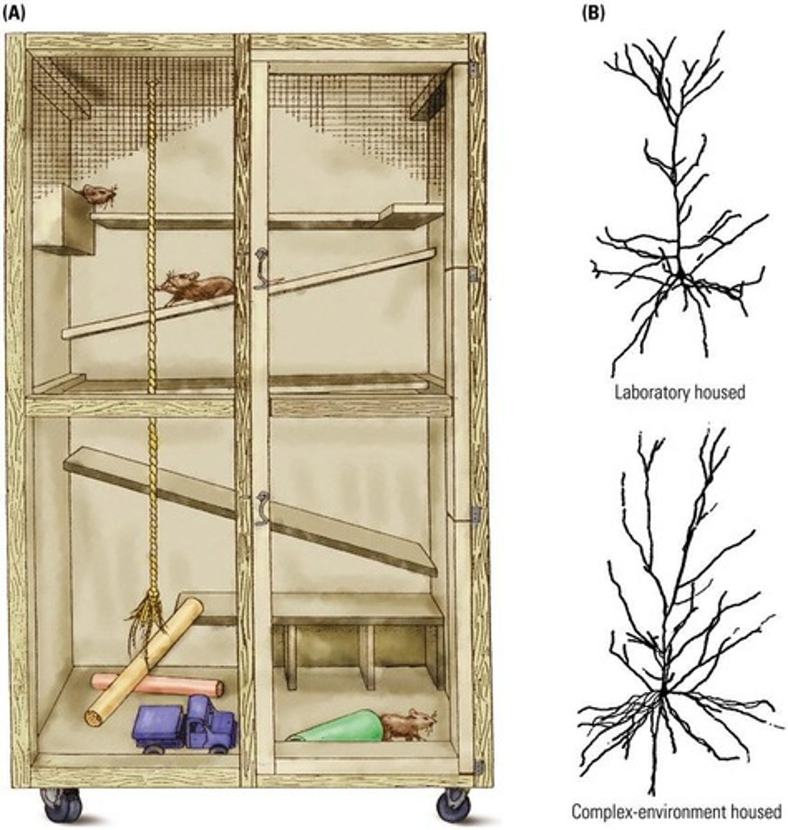 <p>Rats raised in enriched environments have larger and more synapses and increased support cells compared to those in standard lab cages.</p>
