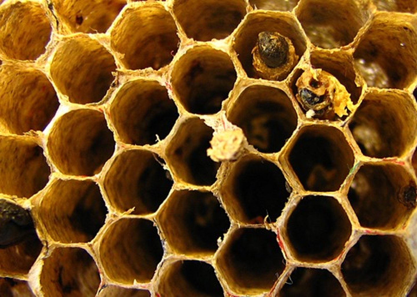 <p>hive</p>