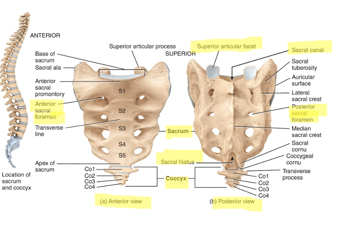 <p>the sacrum is part of the pelvic girdle and is composed of 5 fused vertebrae</p><p>coccyx is smaller and composed of 4 fused vertebrae. both triangular shaped.</p>