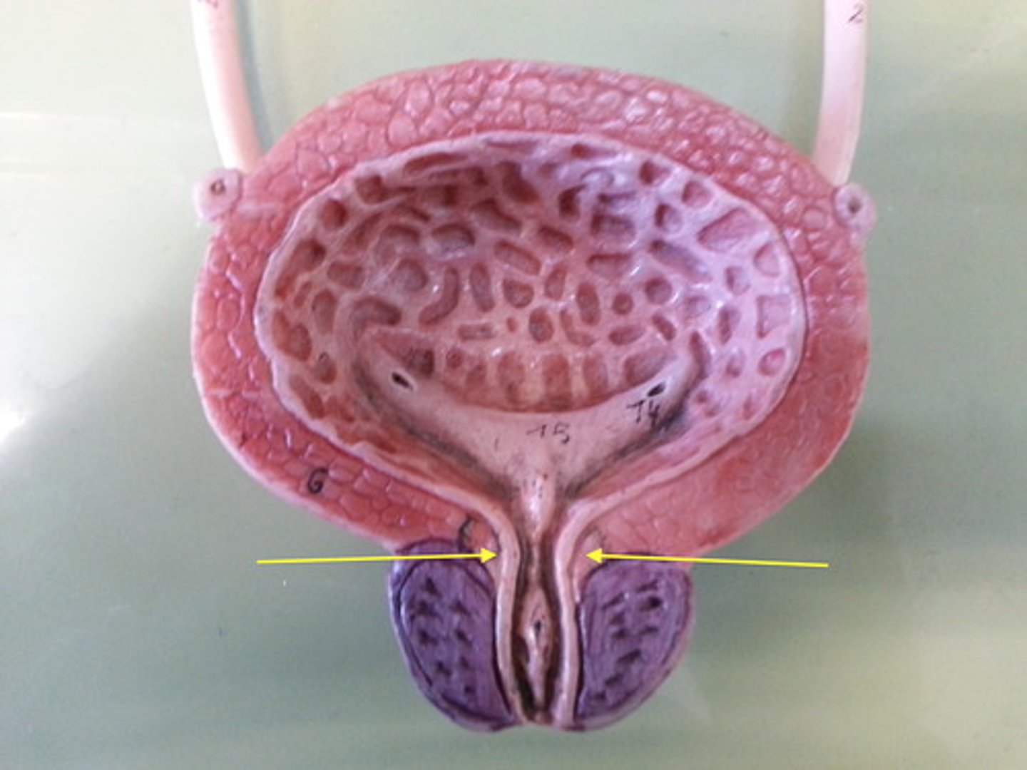 <p>the internal sphincter in the neck of the bladder</p>