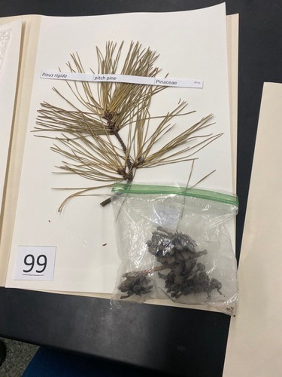 <p>Pinus rigida (Pinaceae)</p>